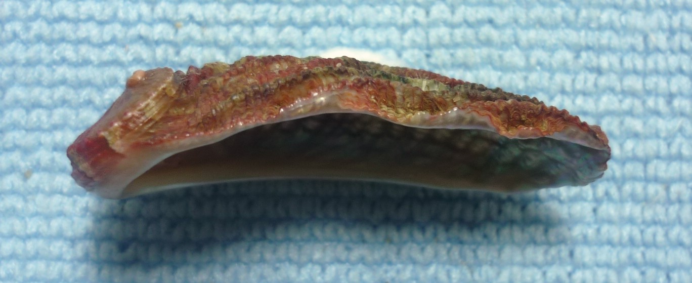 Haliotis tuberculata lamellosa